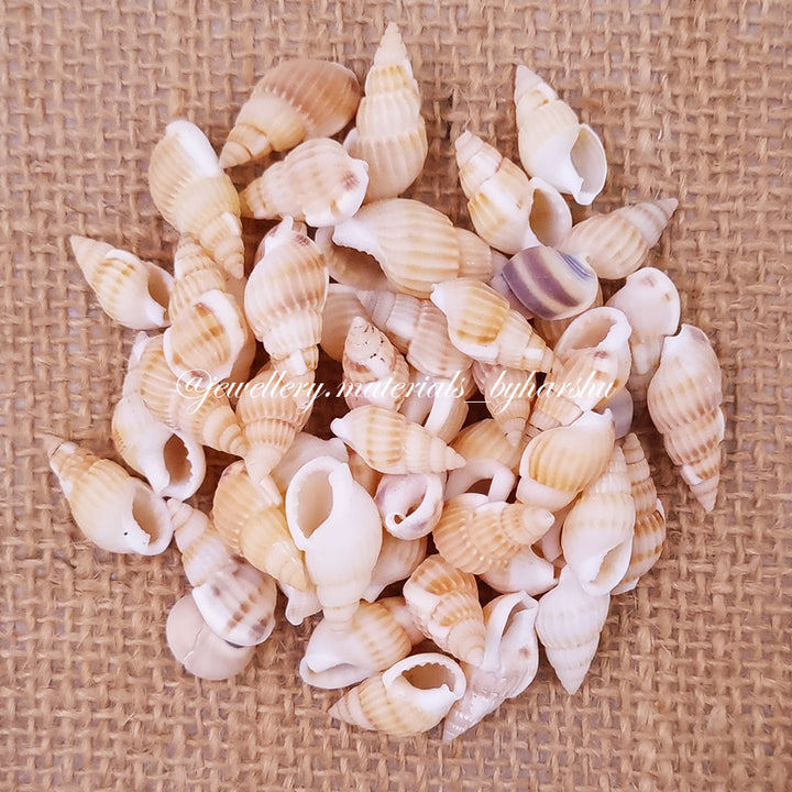 Sea Shell 