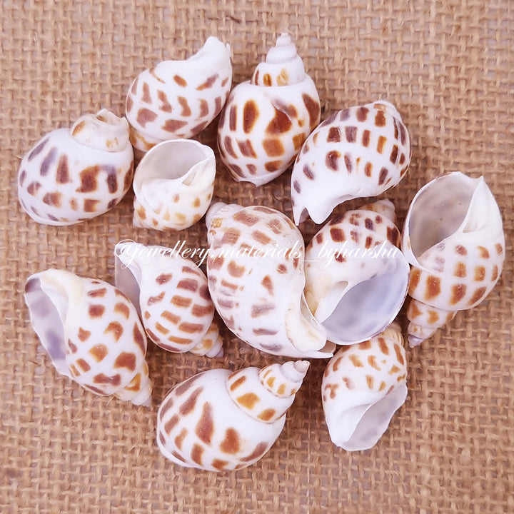 Sea Shell 